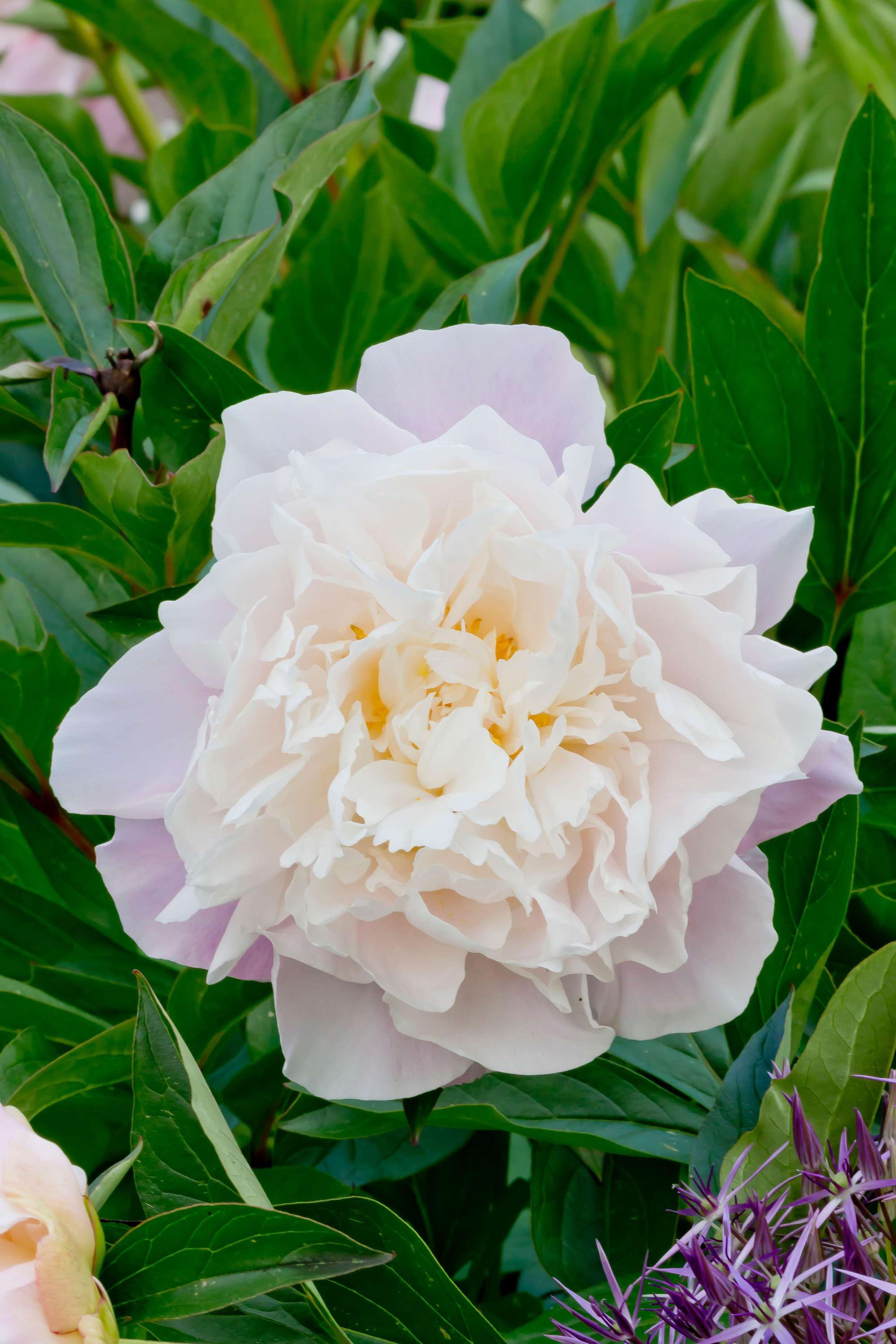 Pfingstrose 'Catharina Fontijn'